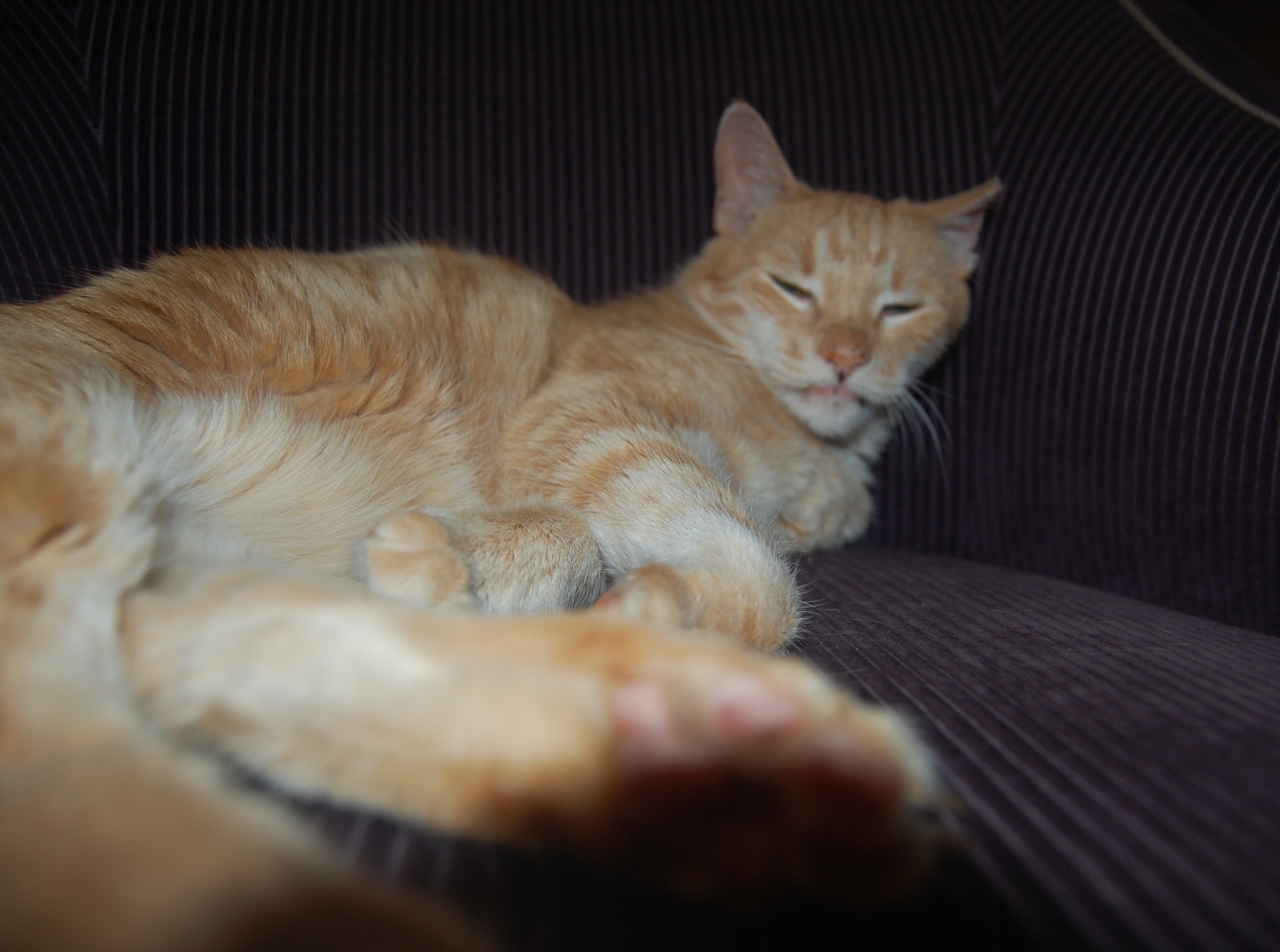 purple chair cat.jpg