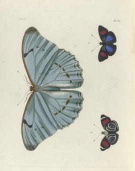morpho1