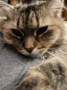 Ceci, the cat, is sleepy.